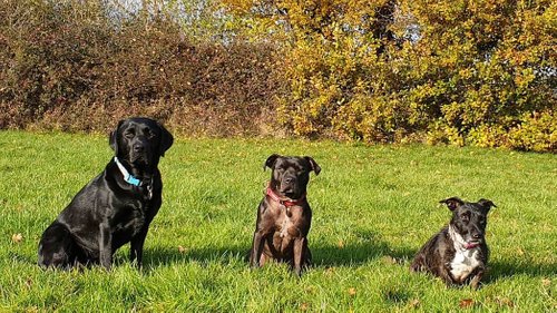 Three Dogs Sitting In Field- Labrador Staffie and Terrier Staffie Cross