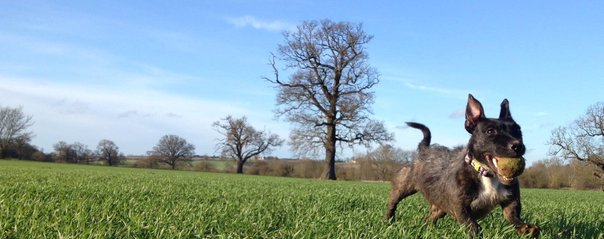 Dog Running With Ball in Field